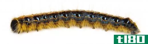 Caterpillars are among the insects and larvae that can fall prey to insectivorous plants.