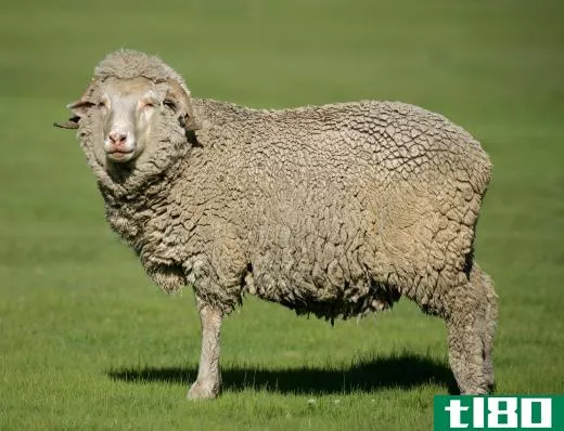 Merino sheep provide high-quality wool.