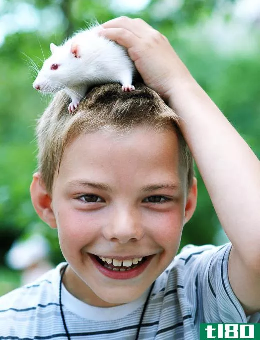 Many pet rats form strong emotional bonds with their carers.