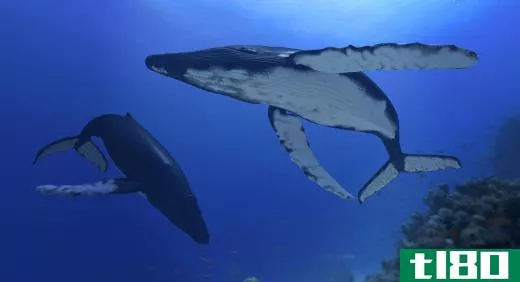 Whales consume vast amounts of plankton.