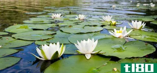 Water lilies are a type of wetland vegetation.