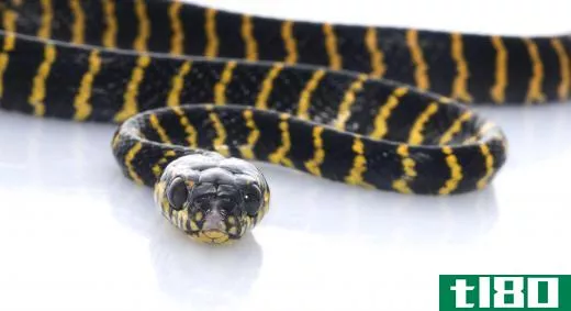 A carpet python.