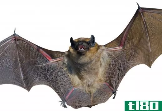 Two species of bat are native to New Zealand.