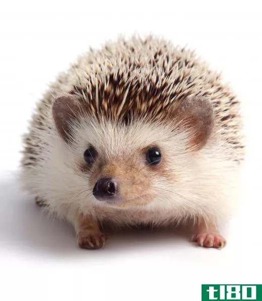 Hedgehogs can be trained to use a litterbox.