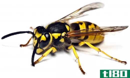 A yellow jacket, a type of wasp.
