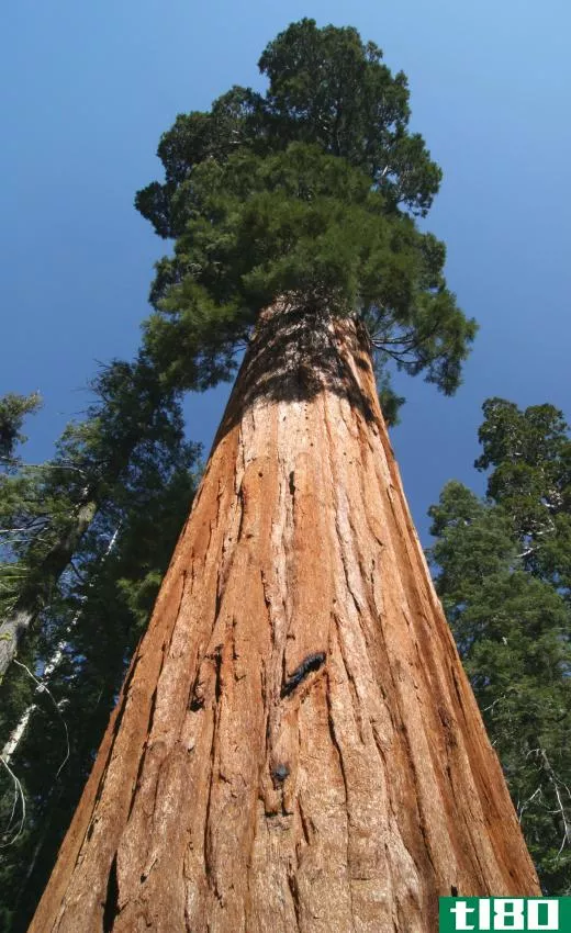 California's General Sherman Tree is estimated to weigh about 10 times more than a blue whale.