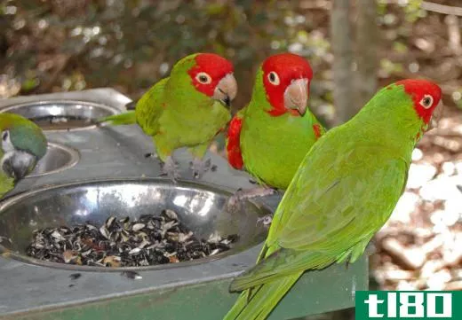 Red-masked parakeets are native to Ecuador and Peru.