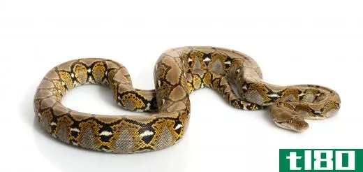 Reticulated pythons are one of the largest snakes in the world.