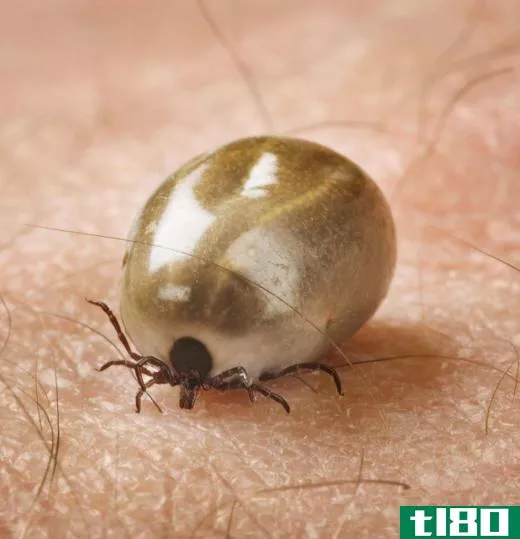 A tick that is in the nymph stage of development may be referred to as a seed tick.