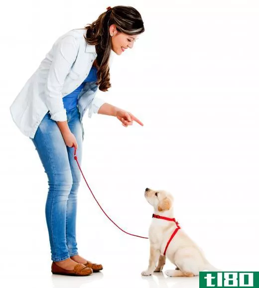 Pet lovers may enjoy becoming trainers or dog walkers.