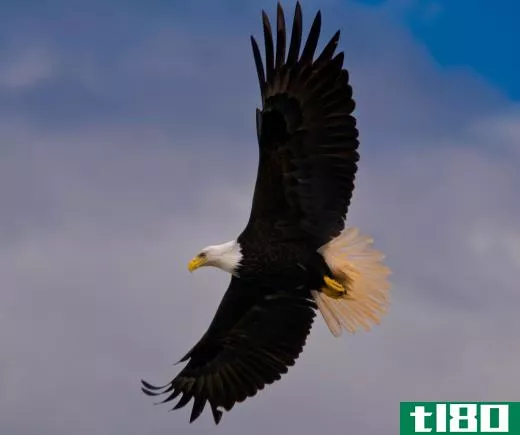 The bald eagle is a bird of prey that eats primarily fish, as well as small rodents and snakes.