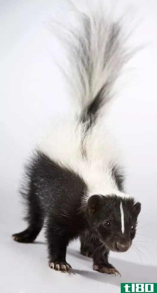 Young skunk.
