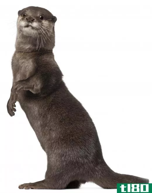 A freshwater otter.
