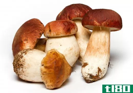 Certain mushrooms contain mycotoxins.