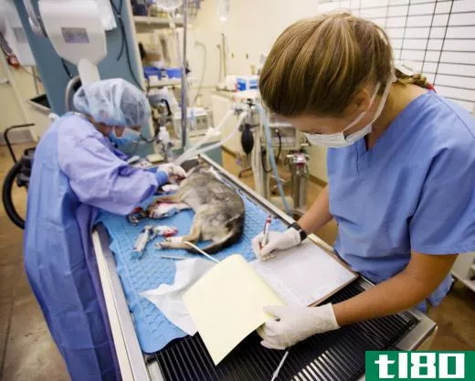 Animal technicians can administer and supervise anesthesia while veterinarians perform surgery.