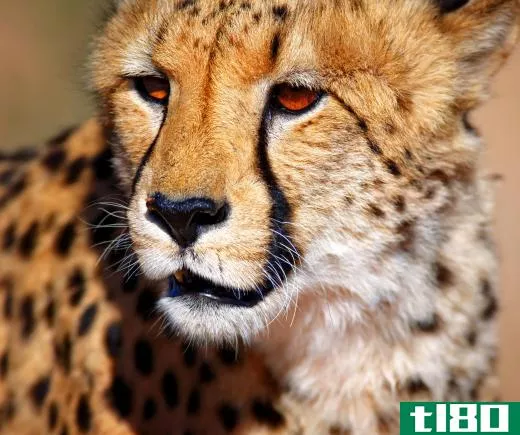 The fastest land animal is the cheetah, which can run at 70 miles per hour.