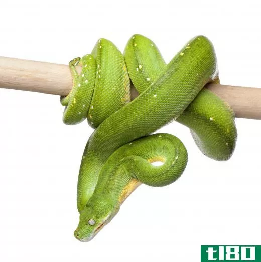 A green tree python.