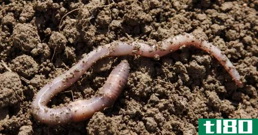 Segmented animals like earthworms and leeches are called annalids.