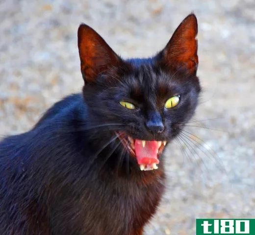 A cat that was domesticated but now lives in the wild is feral.