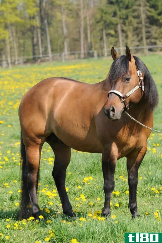 The American Quarter Horse stands about 14 to 15 hands high and is smaller than a thoroughbred.
