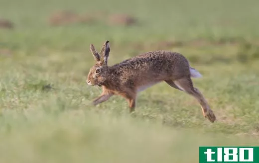 Rabbits have strong hind legs.