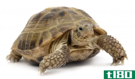 A terrestrial turtle.