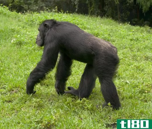 The chimpanzee is an endangered African animal.