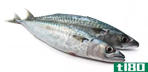 Mackerel is often used as the source for fish oil tablets.