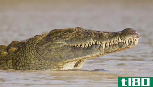Crocodiles live in the Everglades.