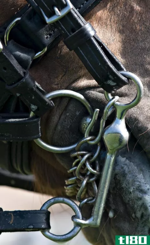 Attached to the horse's head, the bridle and bit are used to help control the animal.