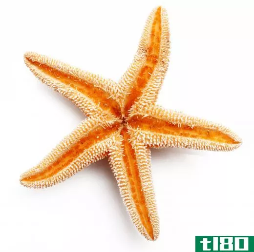 Starfish are invertebrates.