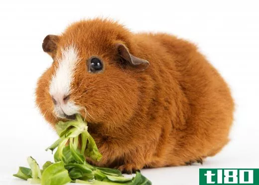 A veterinarian might get training with exotic pets, like guinea pigs.