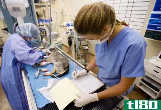 Some veterinarians specialize in surgery.
