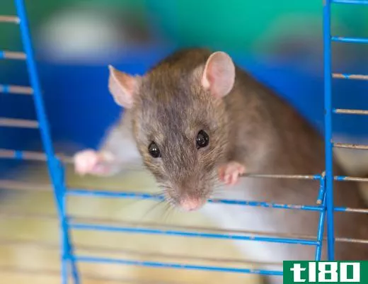 Domesticated rats can be safer to keep as pets than some cats or dogs.