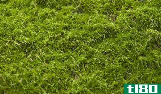 Mosses are common in tropical forests.