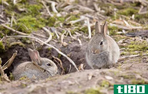 Rabbits live in burrows.