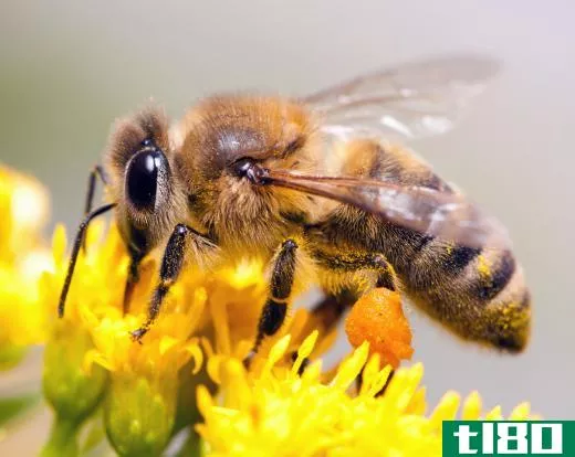 Honeybees are sometimes confused with yellowjackets.