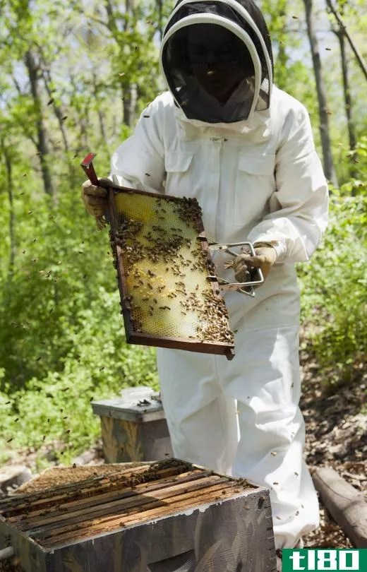 Vampire mites can have a devastating economic effect upon a beekeeper.