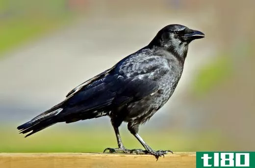 A crow, a type of passerine bird.