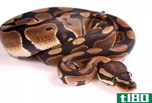 Ball pythons are popular pets for snake and reptile lovers.