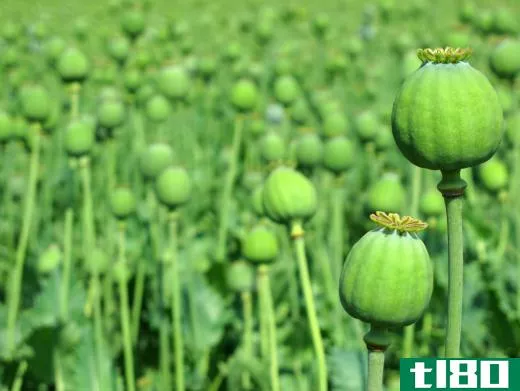 Opium poppies have long been cultivated.