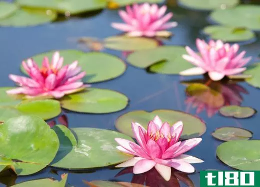 Pink water lilies.