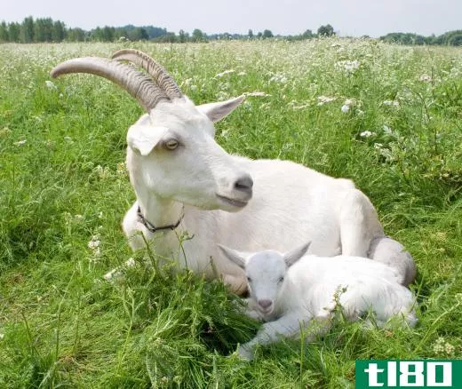 Healthy goats have clear eyes and a smooth, shiny coat.