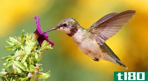 Flowers produce nectar to attract pollinators, like hummingbirds.