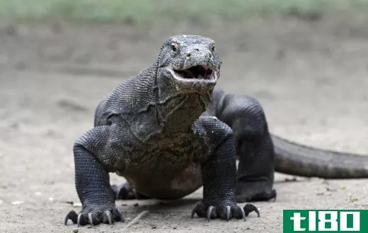 Though there may be come venom in the komodo dragon's saliva, death from a bite is more often linked to a secondary infection.