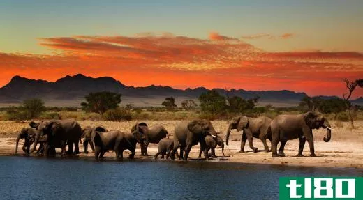 There are two subspecies of African elephants and four subspecies of Asian elephants.