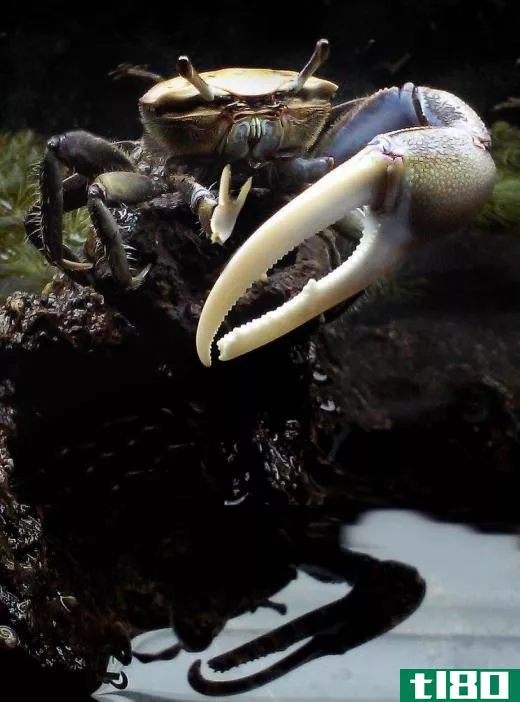 The male fiddler crab has one claw that is much larger than the other.