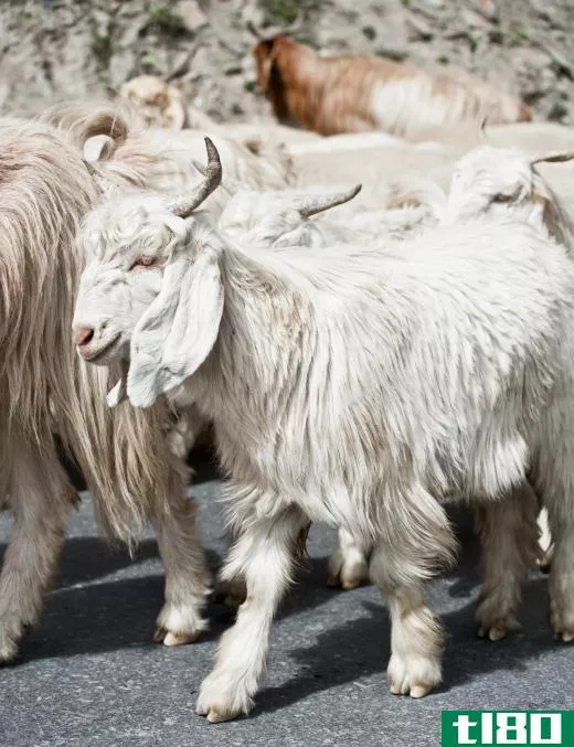 Cashmere goats are prized for their soft, fine wool.
