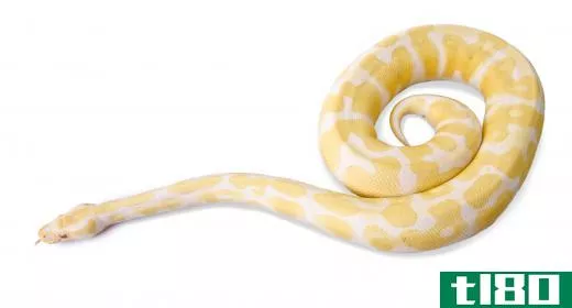 An albino Burmese python.
