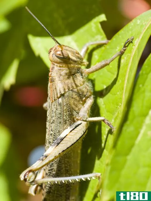 Locusts are grasshoppers that belong in the family Acrididae.